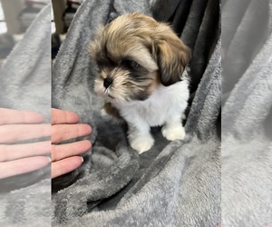 Zuchon Puppy for sale in WARWICK, RI, USA