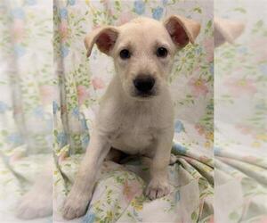 Labrador Retriever-Unknown Mix Dogs for adoption in Rosenberg, TX, USA