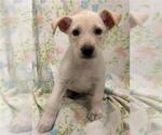 Small Labrador Retriever Mix