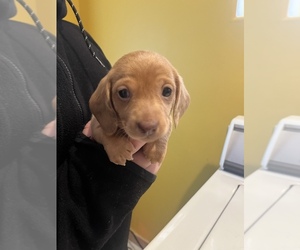 Dachshund Puppy for sale in LAWSON, MO, USA
