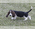 Small Photo #62 Basset Hound Puppy For Sale in MEMPHIS, MO, USA