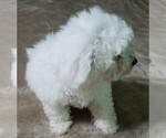 Small Photo #3 Bichon Frise Puppy For Sale in STAFFORD SPRINGS, CT, USA