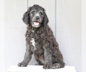 Labradoodle-Poodle (Standard) Mix Puppy for sale in FREDERICKSBG, OH, USA