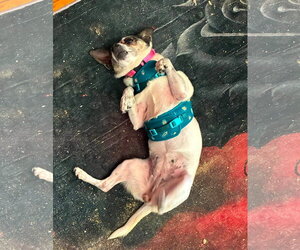 Peppa - Female Chihuahua-Unknown Mix Dog for Adoption - Photo #2
