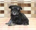 Small #1 Schnauzer (Miniature)
