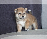 Small Photo #1 Shiba Inu Puppy For Sale in BEVERLY HILLS, CA, USA