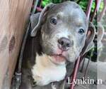 Small Photo #5 American Bully Puppy For Sale in RICHMOND, IN, USA