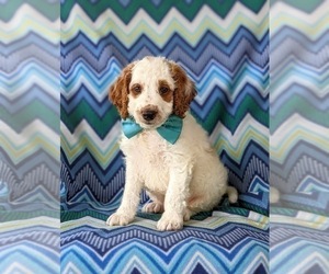 Goldendoodle (Miniature) Puppy for sale in GLEN ROCK, PA, USA