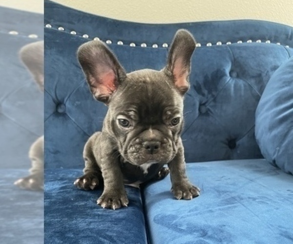 Medium Photo #16 French Bulldog Puppy For Sale in CORONA DEL MAR, CA, USA