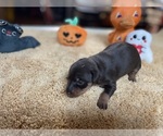 Small #6 Miniature Pinscher