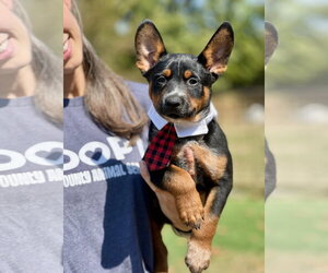 Azriel (In Foster) - Female Mutt Dog for Adoption - Photo #2