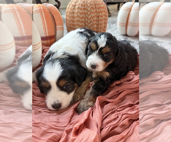 Medium Photo #3 Miniature Bernedoodle Puppy For Sale in WOODSTOCK, GA, USA