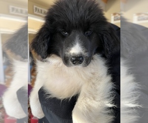 Great Pyrenees-Newfoundland Mix Puppy for Sale in SAPULPA, Oklahoma USA