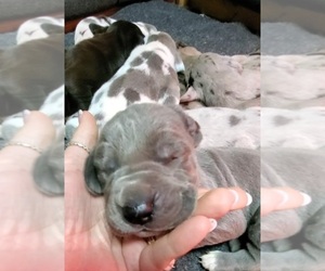 Great Dane Puppy for sale in CHILLICOTHE, OH, USA