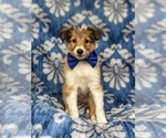 Small Photo #2 Shetland Sheepdog Puppy For Sale in CHRISTIANA, PA, USA