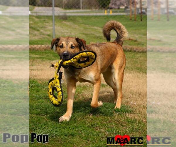 Medium Photo #1 German Shepherd Dog-Retriever  Mix Puppy For Sale in Maryville, TN, USA