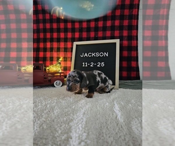 Medium Photo #5 Dachshund Puppy For Sale in NAPPANEE, IN, USA