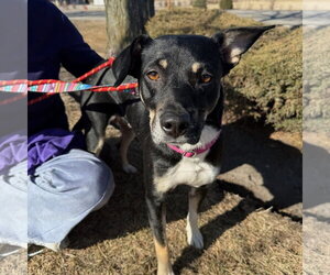 ZURI (MARLA) - Female Labrador Retriever-Unknown Mix Dog for Adoption - Photo #5