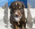 Small Photo #16 Australian Shepherd Puppy For Sale in MORROW, OH, USA