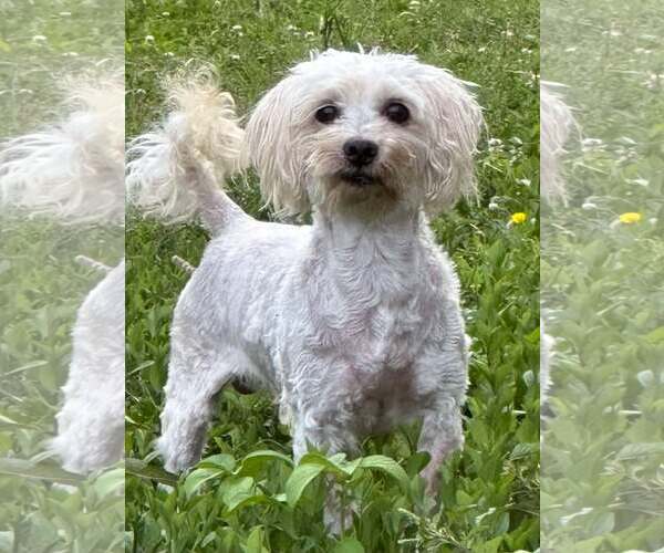 Medium Photo #3 Havanese Puppy For Sale in Lebanon, PA, USA