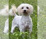 Small #2 Havanese