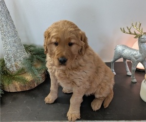Golden Retriever Puppy for sale in GOSHEN, IN, USA