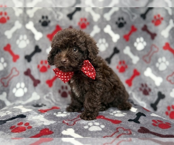 Medium Photo #5 ShihPoo Puppy For Sale in LAKELAND, FL, USA