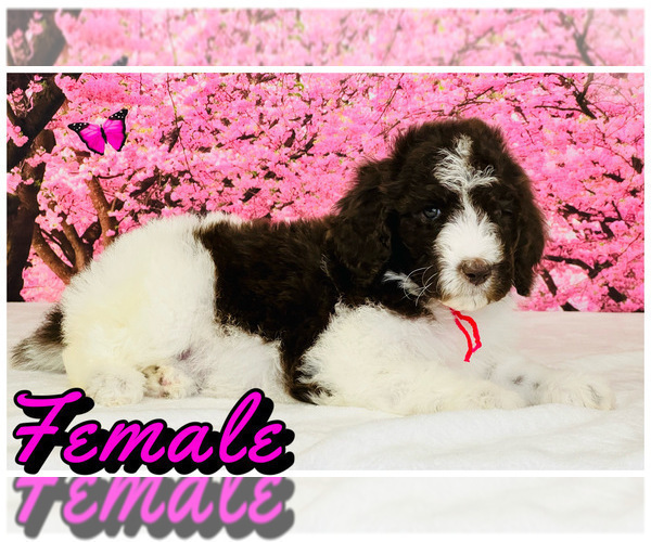 Medium Photo #4 Labradoodle Puppy For Sale in BURNS, TN, USA