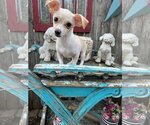 Small Photo #4 Chihuahua Puppy For Sale in Sioux Falls, SD, USA