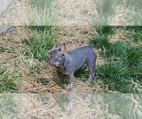 Full screen Photo #4 French Bulldog Puppy For Sale in MARYVILLE, TN, USA