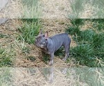 Small Photo #4 French Bulldog Puppy For Sale in MARYVILLE, TN, USA