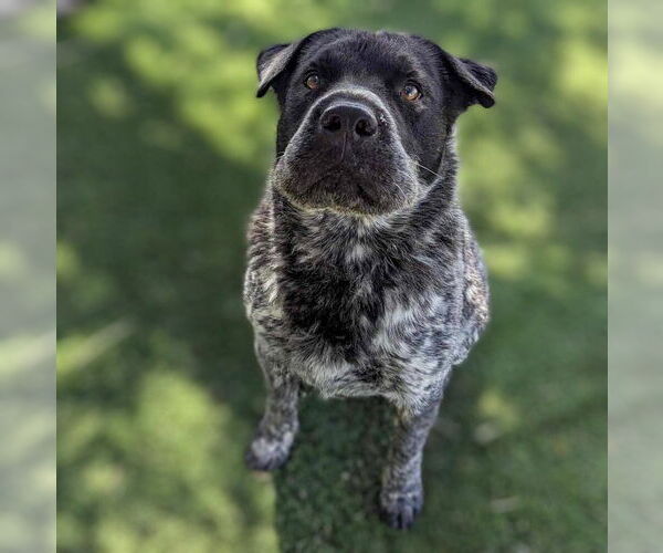 Medium Photo #4 Mutt Puppy For Sale in Vail, AZ, USA