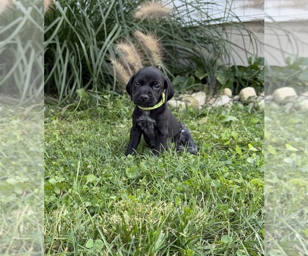 Medium Photo #3 German Shorthaired Pointer Puppy For Sale in XENIA, OH, USA