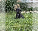 Small #2 German Shorthaired Pointer