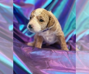 Goldendoodle (Miniature) Puppy for sale in SAINT MARYS, KS, USA