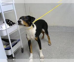 Labrador Retriever-Unknown Mix Dogs for adoption in Pasadena, TX, USA