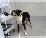 Small Labrador Retriever Mix