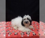 Jag - Male Shih-Poo Puppy for Sale - Photo #4