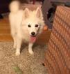 Small Photo #4 Pomsky Puppy For Sale in WHEELERSBURG, OH, USA