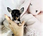 Small #34 Chihuahua