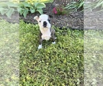 Small #1 Boston Terrier