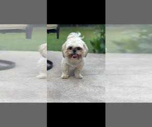 Mother of the Shih Tzu puppies born on 04/01/2026