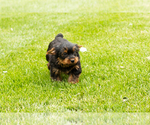 Small #4 Yorkshire Terrier