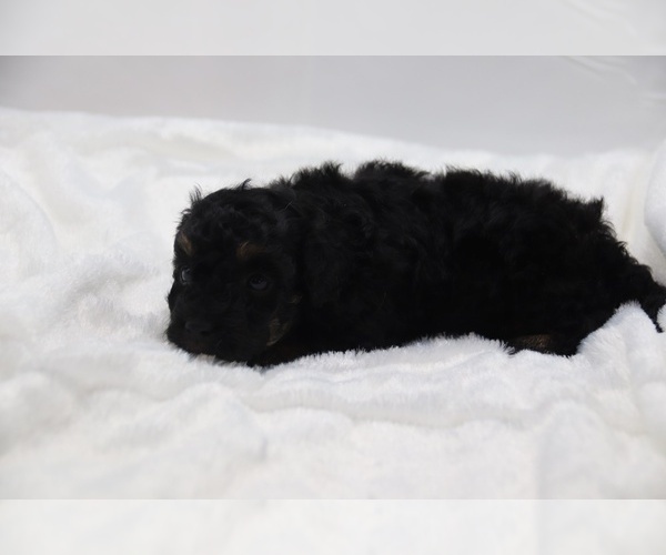 Medium Photo #50 Cockapoo Puppy For Sale in RIPLEY, TN, USA