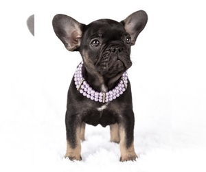 French Bulldog Puppy for sale in SACRAMENTO, CA, USA