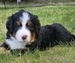 Small #1 Bernese Mountain Dog