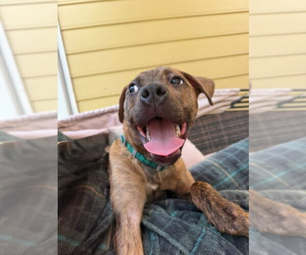 Medium Photo #7 Mutt Puppy For Sale in Mooresville, NC, USA