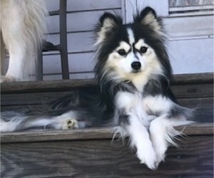 Mother of the Pomsky puppies born on 08/17/2022