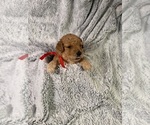 Puppy Puppy 4 Goldendoodle (Miniature)