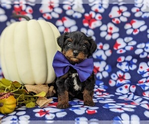 YorkiePoo Puppy for sale in KIRKWOOD, PA, USA